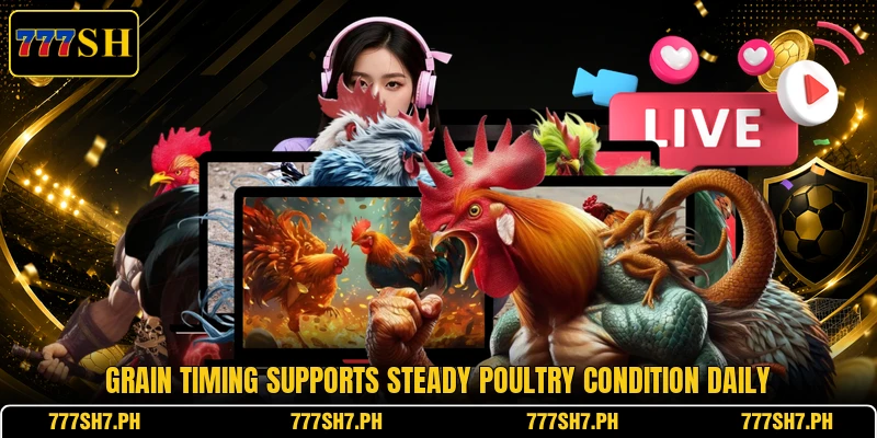 Grain timing supports steady poultry condition daily Grain timing supports steady poultry condition daily