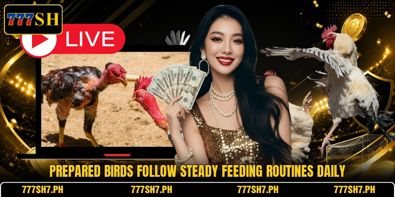 Prepared birds follow steady feeding routines daily Prepared birds follow steady feeding routines daily